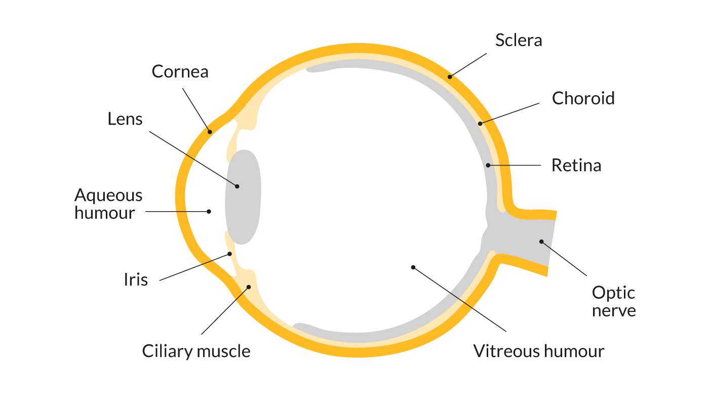 How does the eye work?