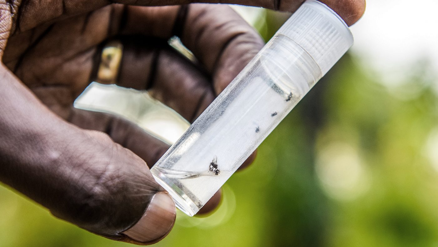 A close-up of flies in a test tube.