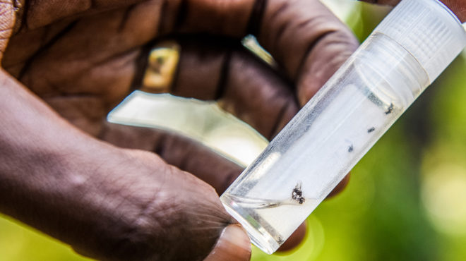 A close-up of a plastic vial containing the flies that transmit river blindness.