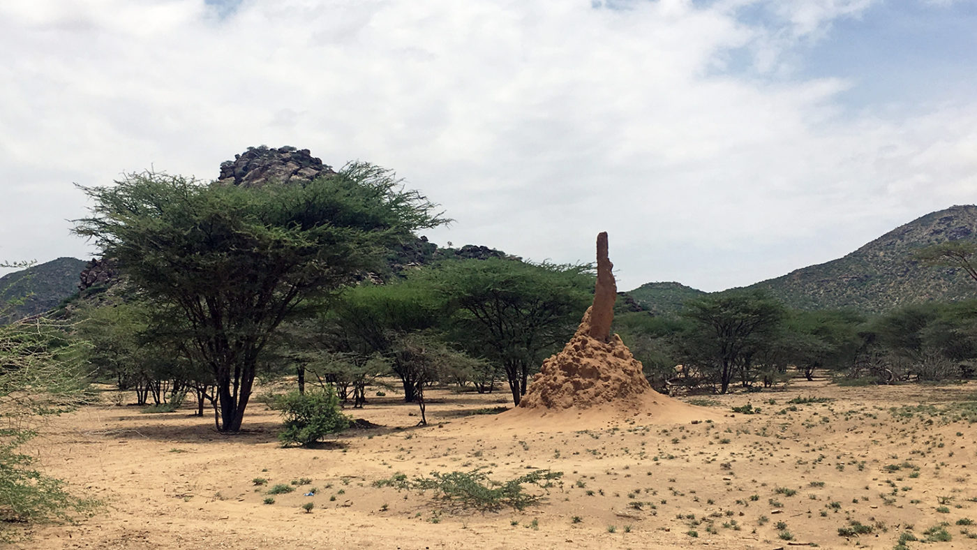 A termite mound.