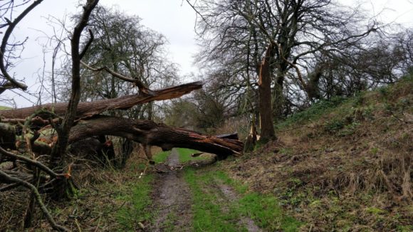 A tree blown over by high winds obstructing a muddy pathway