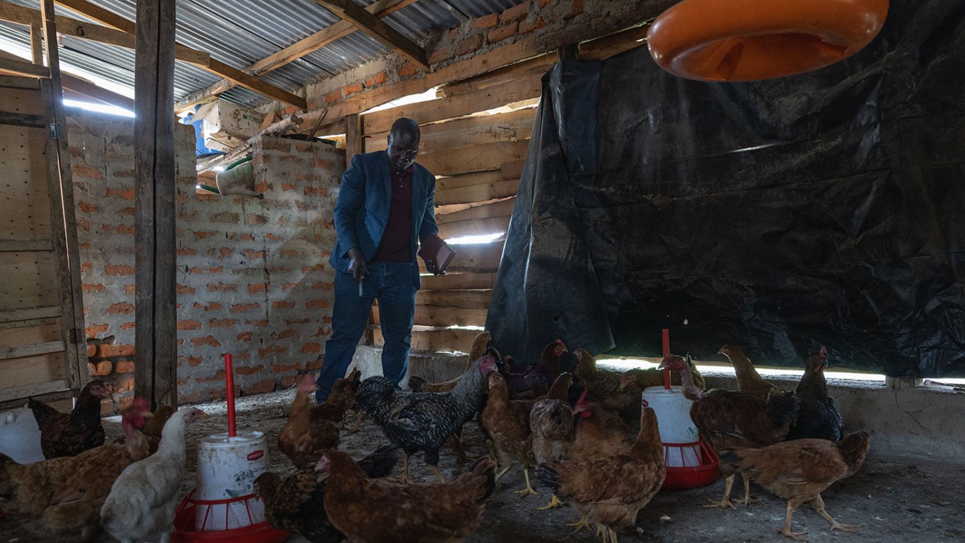 Denis watches over a flock of chickens in a dim barn.